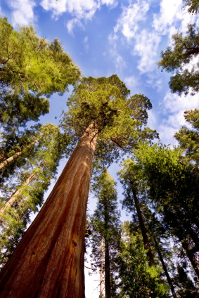 Sequoia sempervirens Foto:Istockphoto