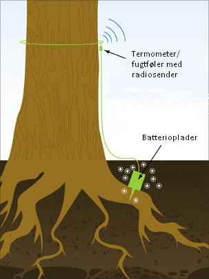 Batteri bliver opladet vha. spændingsforskel mellem træ og omgivende miljø