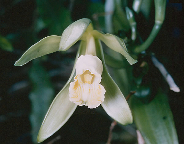 En blomst fra en vaniljeorkide