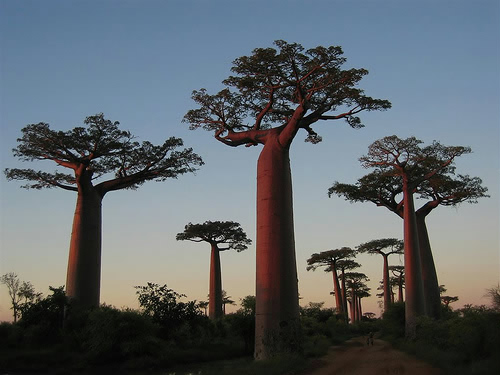 Baobabtræ