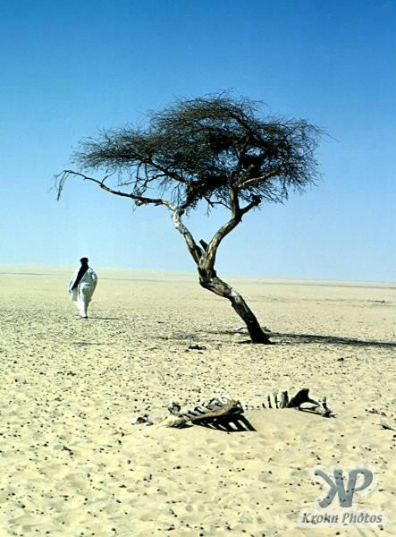 Acasietræ i Saharas ørken - 400 km til nærmeste træ - 38 meter rødder