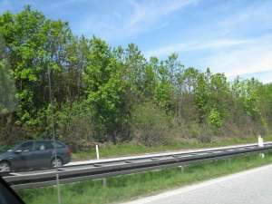 Mange danske træer og buske, især langs motorvejene, mangler helt eller delvist at springe ud pga. påvirkning fra vejsalt (Foto: Lars Bo Pedersen).