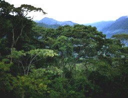 Tropisk regnskov i Indonesien