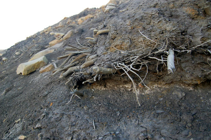 Rester af træ fundet i Ellesmere Island National Park (FotoJoel Barker)