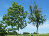 Til højre ses et asketræ ramt af den agressive svampesygdom foto_skov og landskab