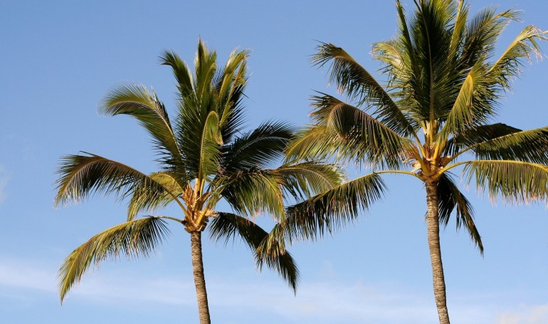 Palmetræer