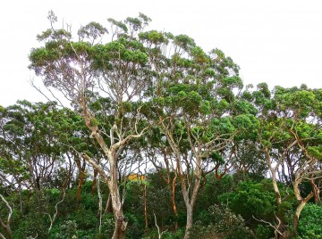 Tasmanske træer