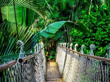 Gangbro i Tropisk skov