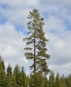 Hvor højt kan et træ blive