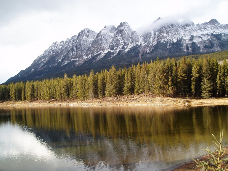 Skov i Rocky Mountains i Canada