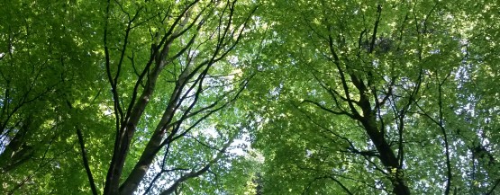 bæredygtig skovdrift