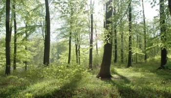 påvirkes de danske bøgetræer af klimaforandringer