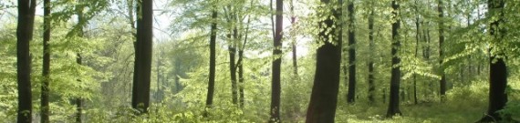 påvirkes de danske bøgetræer af klimaforandringer