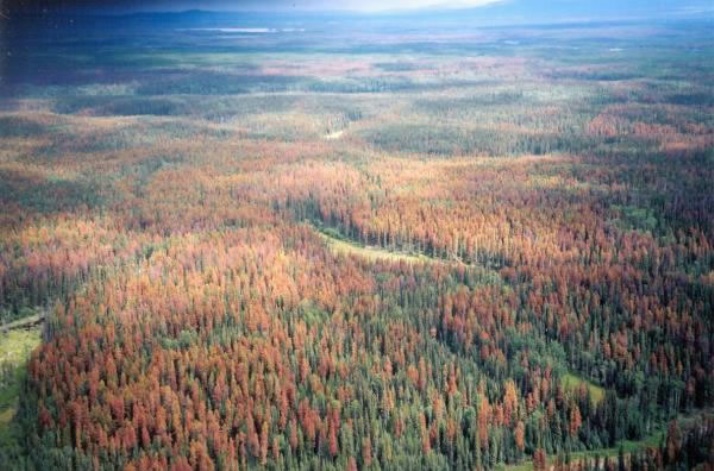 Skovdød i Canada - Bille går til angreb
