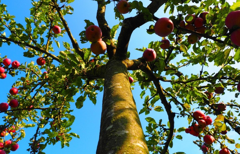 æbletræets stamme og frugter