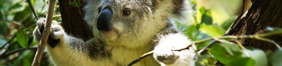 koala i træ