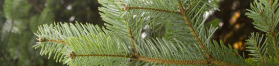 Den nye type plastik er lavet på pinen, der udvindes af nåletræer.