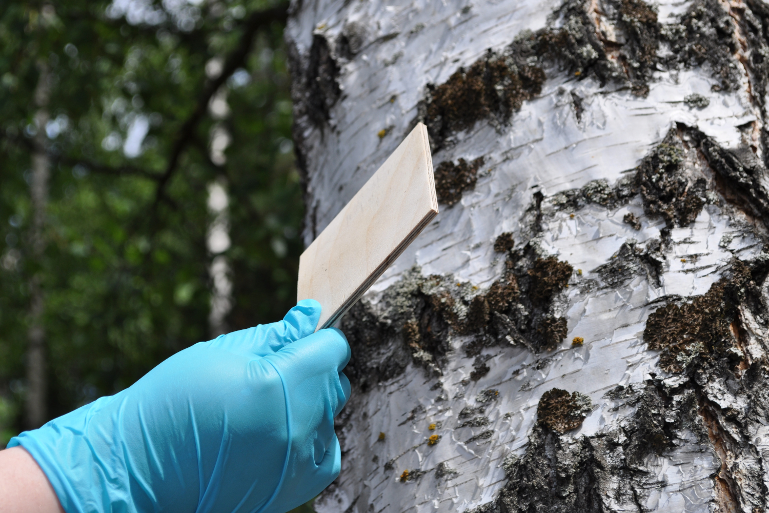 Ny biobaseret lim kan stoffer i træprodukter - Træ.dk