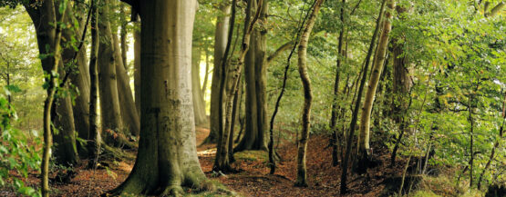 De danske træers CO2-optag kan være en ekstra redningskrans til klimamål.