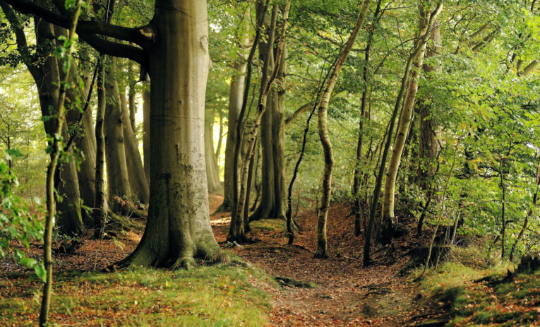 De danske træers CO2-optag kan være en ekstra redningskrans til klimamål.